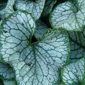 Brunnera macrophylla 'Jack Frost'